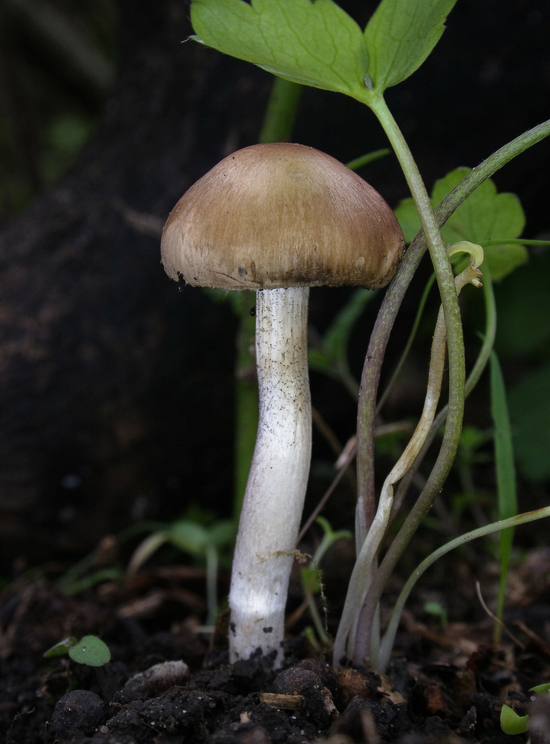 drobuľka hnedosivá - Křehutka jarní Psathyrella spadiceogrisea (Schaeff.) Maire