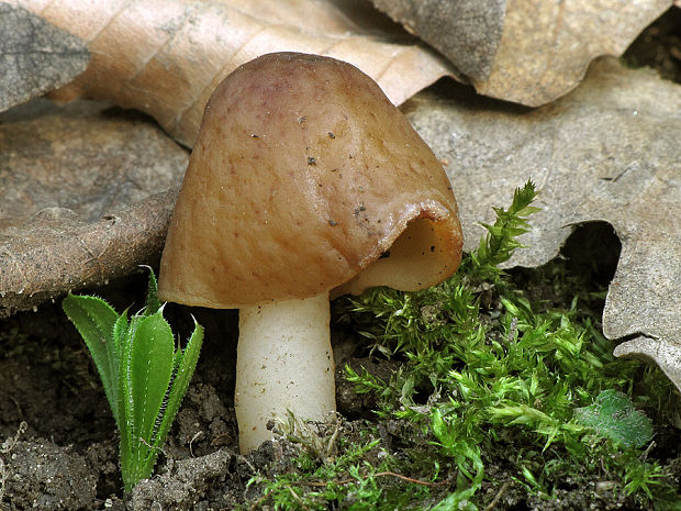 smrčkovec náprstkovitý Verpa conica (O.F. Müll.) Sw.