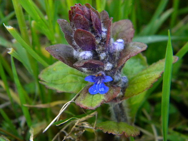 zbehovec plazivý Ajuga reptans L.