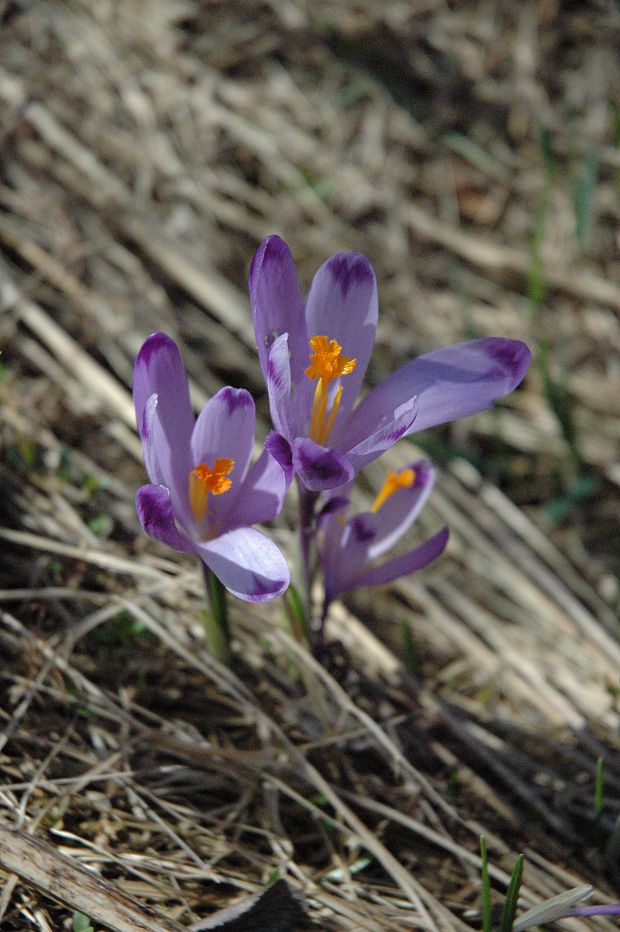 šafran spišský Crocus discolor G. Reuss