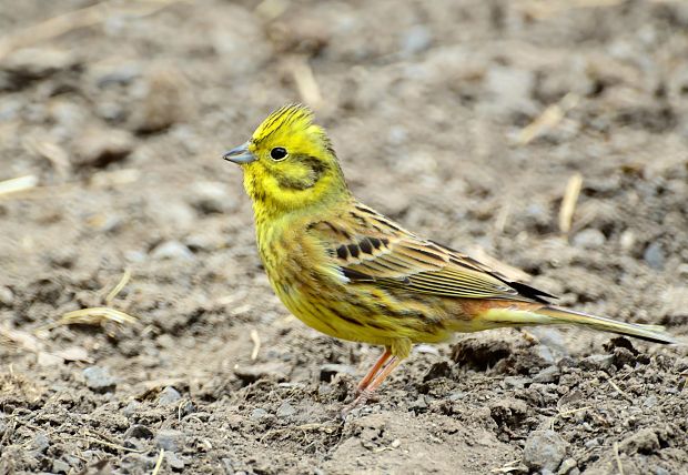 strnádka žltá Emberiza citrinella