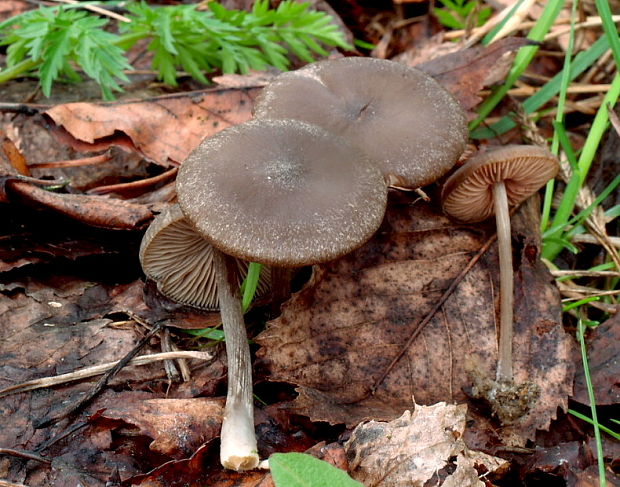 hodvábnica včasná Entoloma vernum S. Lundell