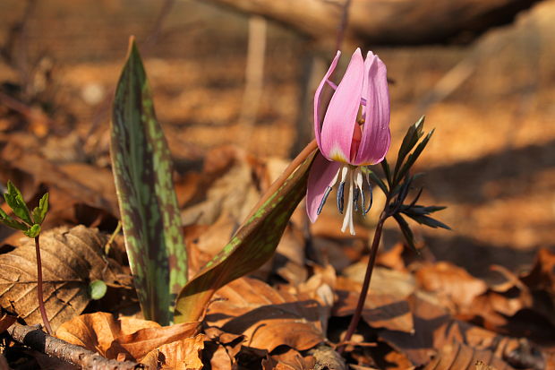 kandik psí Erythronium dens-canis L.