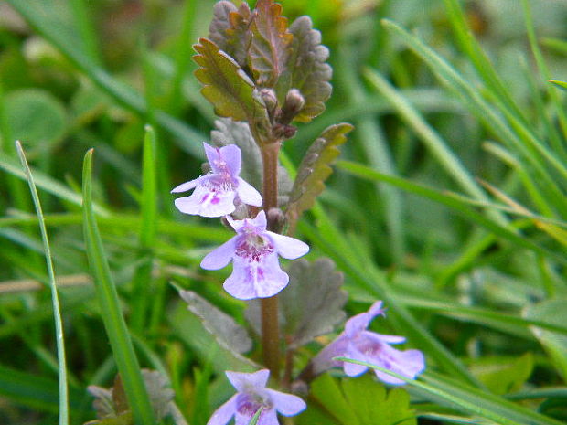 zádušník brečtanovitý Glechoma hederacea L.