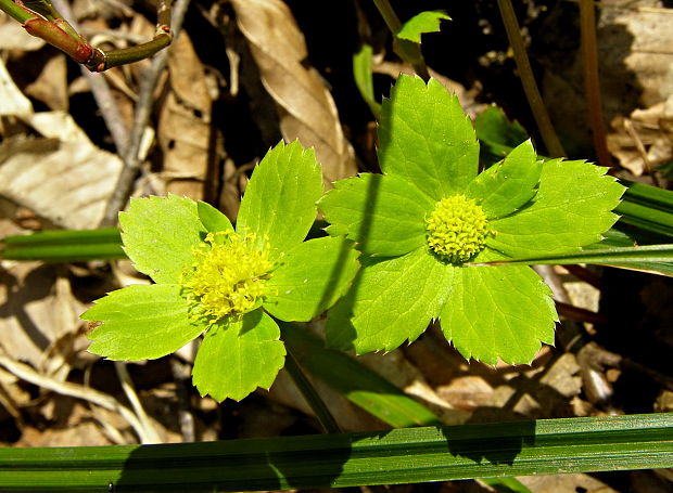 hviezdnatec čemericový Hacquetia epipactis (Scop.) DC.