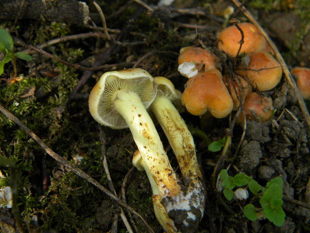 strapcovka Hypholoma sp.