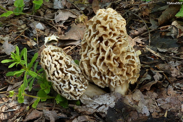 smrčok jedlý Morchella esculenta (L.) Pers.