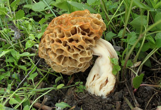 smrčok jedlý Morchella esculenta (L.) Pers.