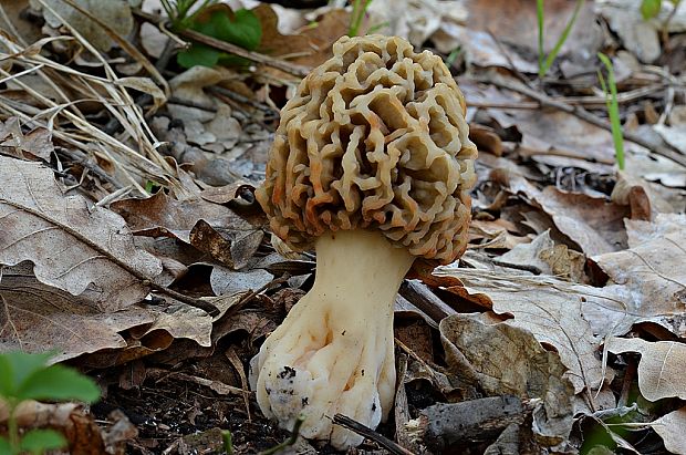 smrčok jedlý Morchella esculenta (L.) Pers.