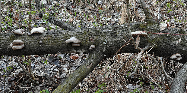 hliva závojová Pleurotus calyptratus (Lindblad ex Fr.) Sacc.