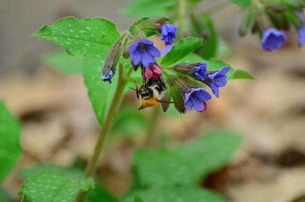 pľúcnik lekársky Pulmonaria officinalis L.