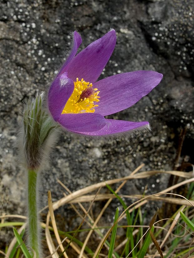 poniklec slovenský Pulsatilla slavica Reuss