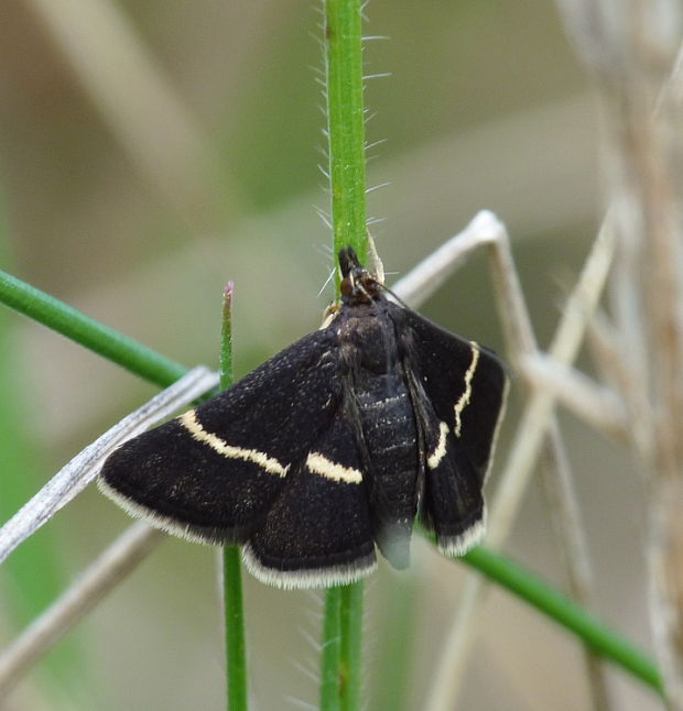 vijačka šalviová Pyrausta cingulata