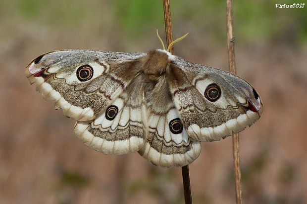 okáň menší - samička Saturnia pavonia