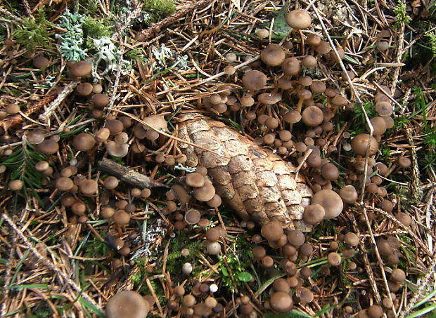 peniazočka smreková Strobilurus esculentus (Wulfen) Singer