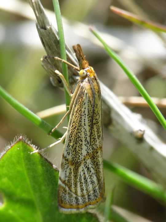 trávovec jarný Thisanotia chrysonuchella Scopoli,1763