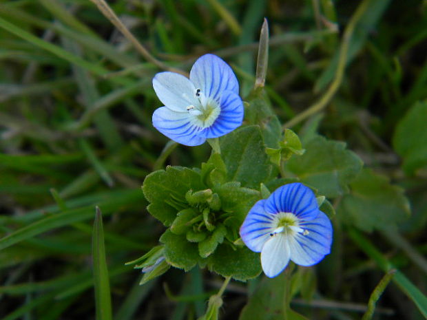 veronika Veronica sp.