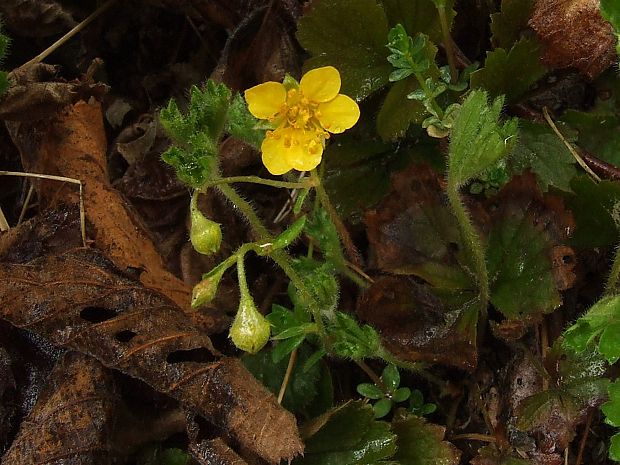 valdštajnka trojpočetná magicova Waldsteinia ternata subsp. magicii Májovský