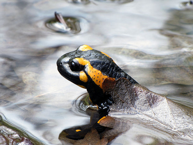 salamandra salamandra salamandra