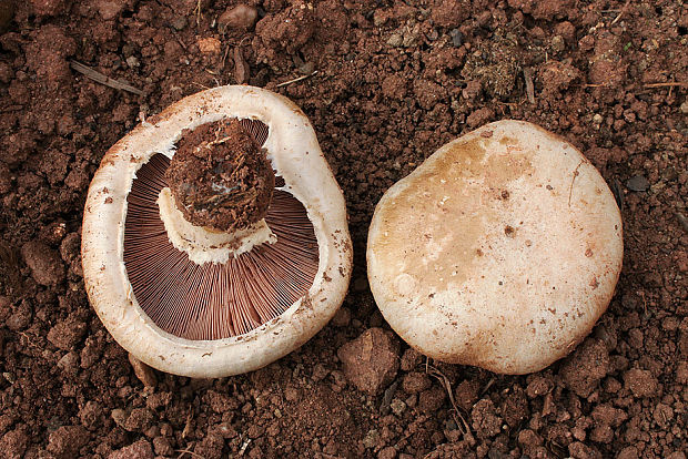 pečiarka obyčajná Agaricus bitorquis (Quél.) Sacc.