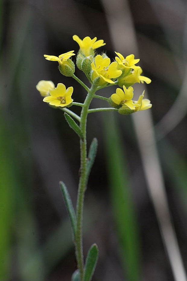 tarica kopcová   Alyssum montanum subsp. montanum L.