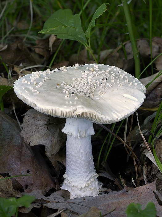 muchotrávka ostnatá Amanita echinocephala (Vittad.) Quél.