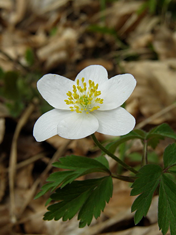 veternica hájna Anemone nemorosa L.