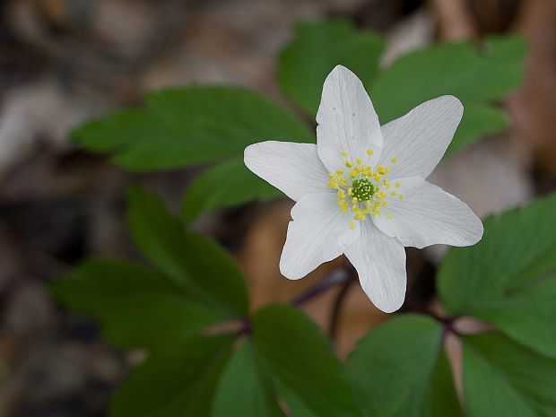 veternica hájna Anemone nemorosa L.