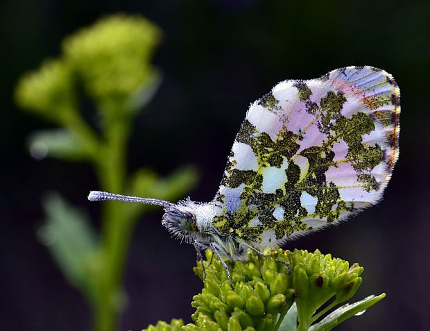 mlynárik žeruchový  Anthocharis cardamines