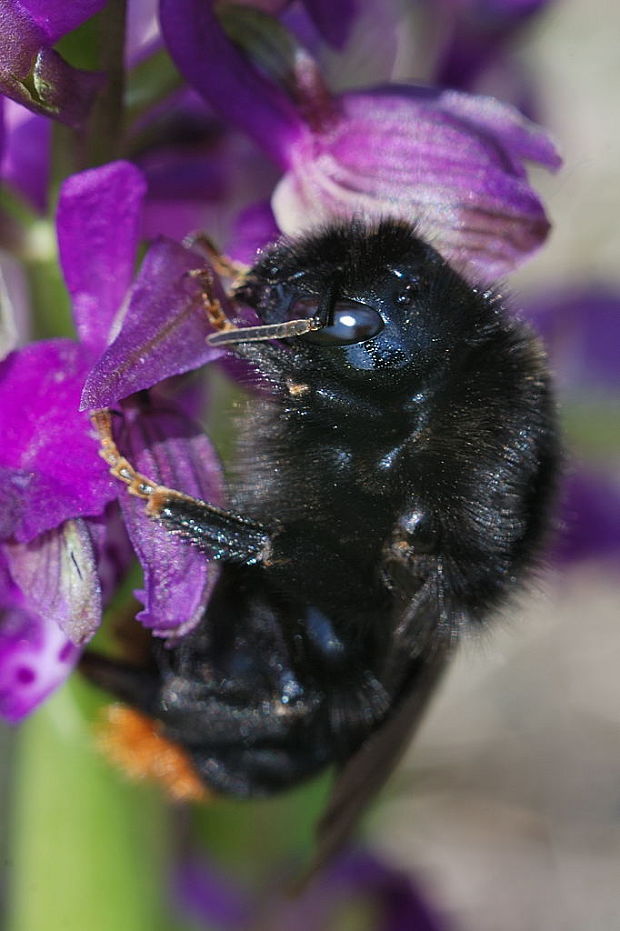 čmela skalná   Bombus rupestris Fabricius, 1793