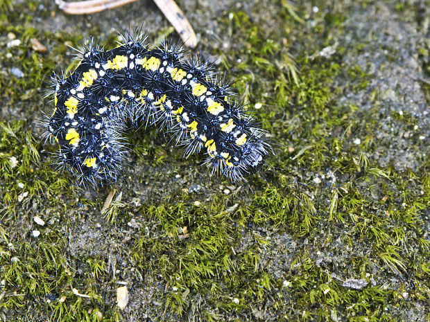 spriadač hluchavkový  Callimorpha dominula