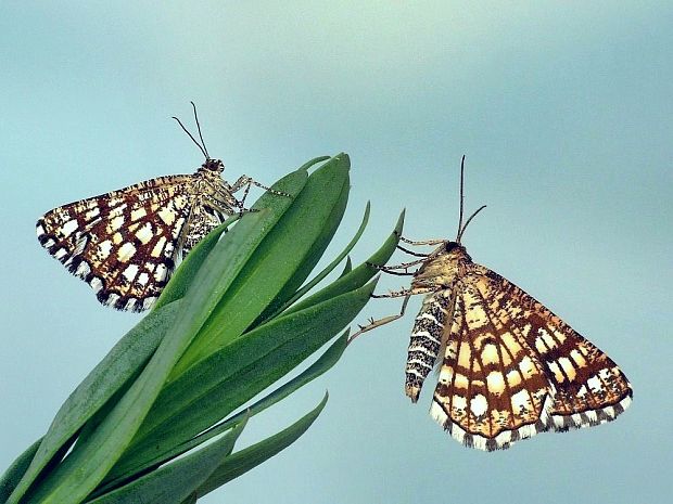 listnatka ďatelinová Chiasmia clathrata Linnaeus,1758