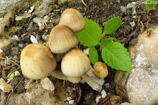 hnojník Coprinellus sp.