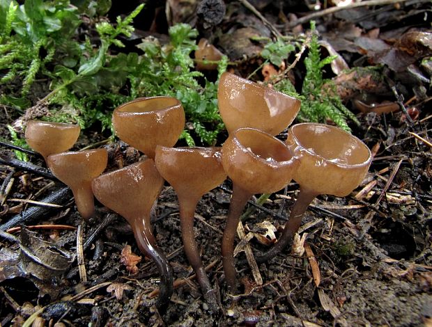 hľuznatka veternicová Dumontinia tuberosa (Bull.) L.M. Kohn