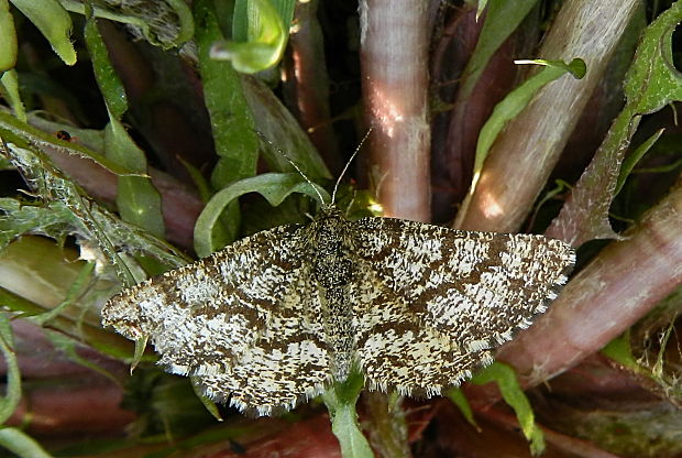 piadivka vresová-samička Ematurga atomaria Linnaeus, 1758