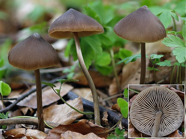 hodvábnica väčšia Entoloma hirtipes (Schumach.) M.M. Moser