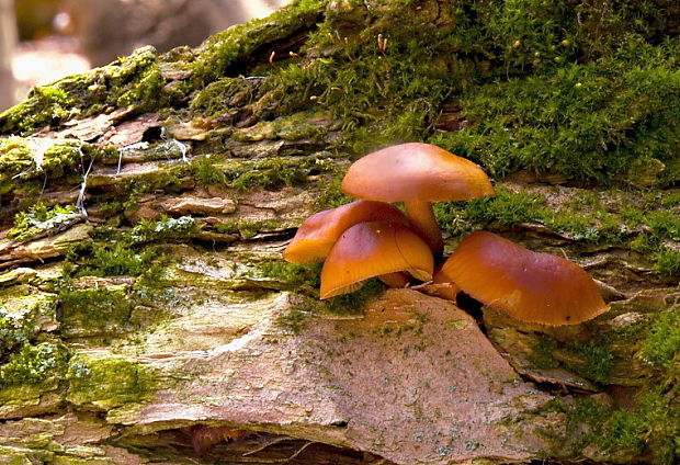 plamienka Flammulina sp.