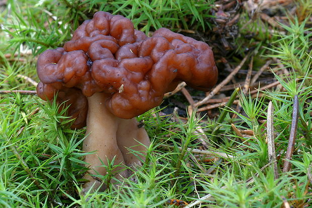 ušiak obyčajný Gyromitra esculenta (Pers.) Fr.