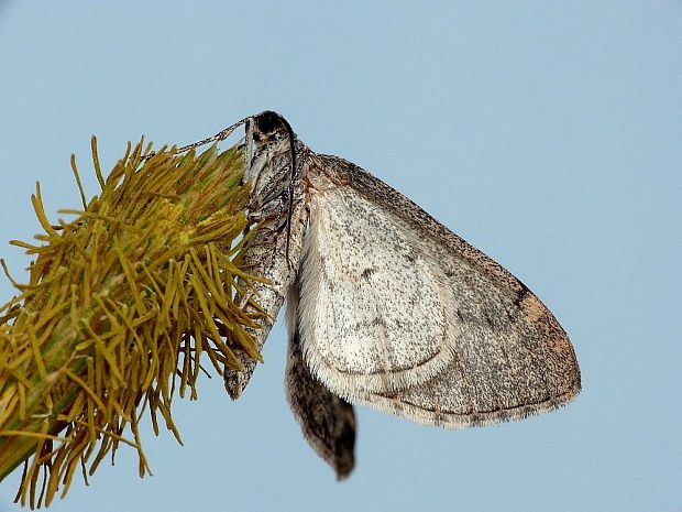 piadivka topoľová Lobophora halterata Hufnagel, 1767