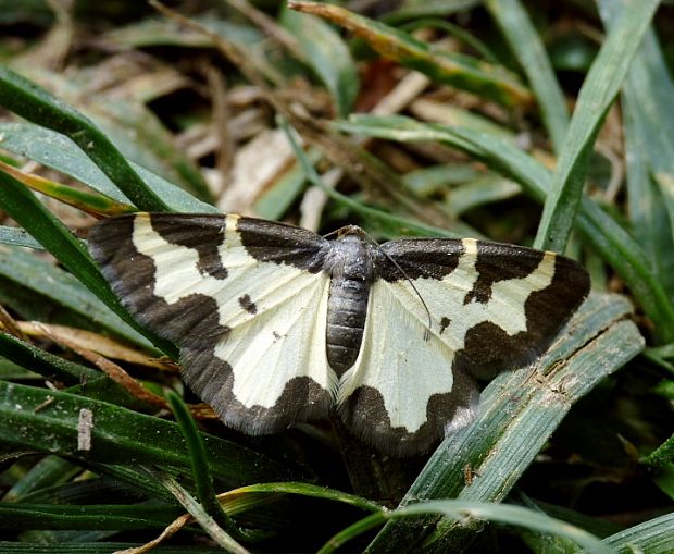 piadivka liesková Lomaspilis marginata