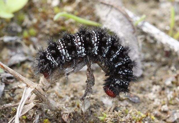 hnedáčik mriežkovaný - húsenica Melitaea cinxia