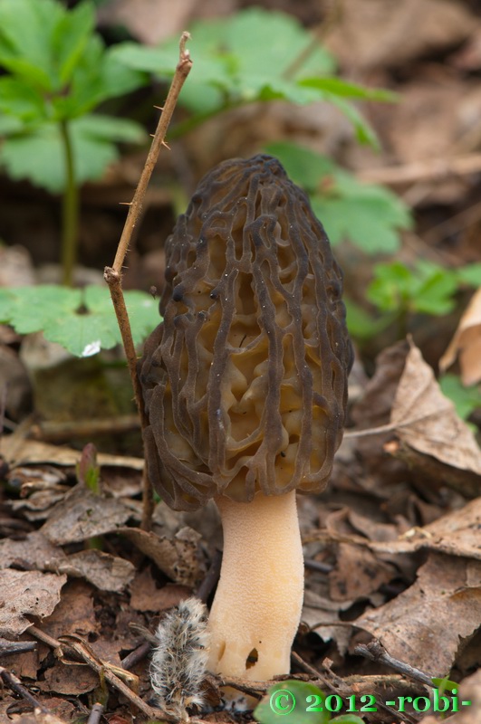 smrčok jedlý Morchella esculenta (L.) Pers.