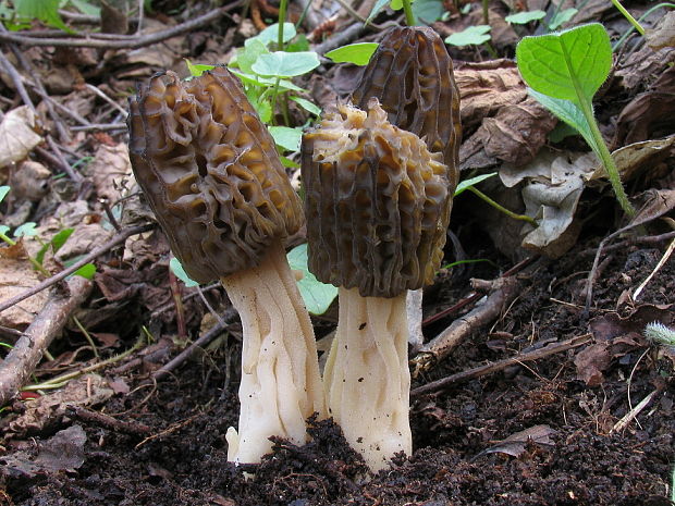 smrčok Morchella sp.