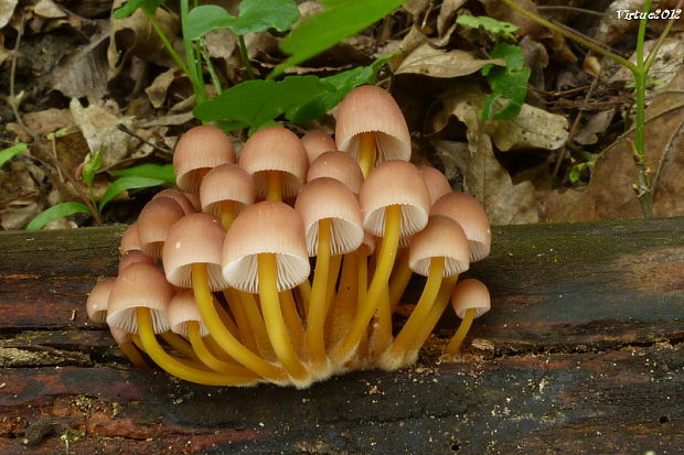 prilbička žltohlúbiková Mycena renati Quél.