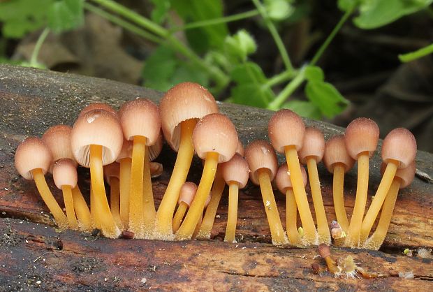 prilbička žltohlúbiková Mycena renati Quél.