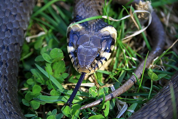 užovka obojkova Natrix natrix