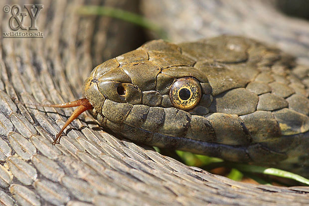 užovka fŕkaná Natrix tessellata