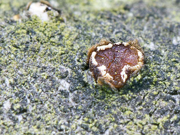 očko vŕbové? Pezicula ocellata? (Pers.) Seaver