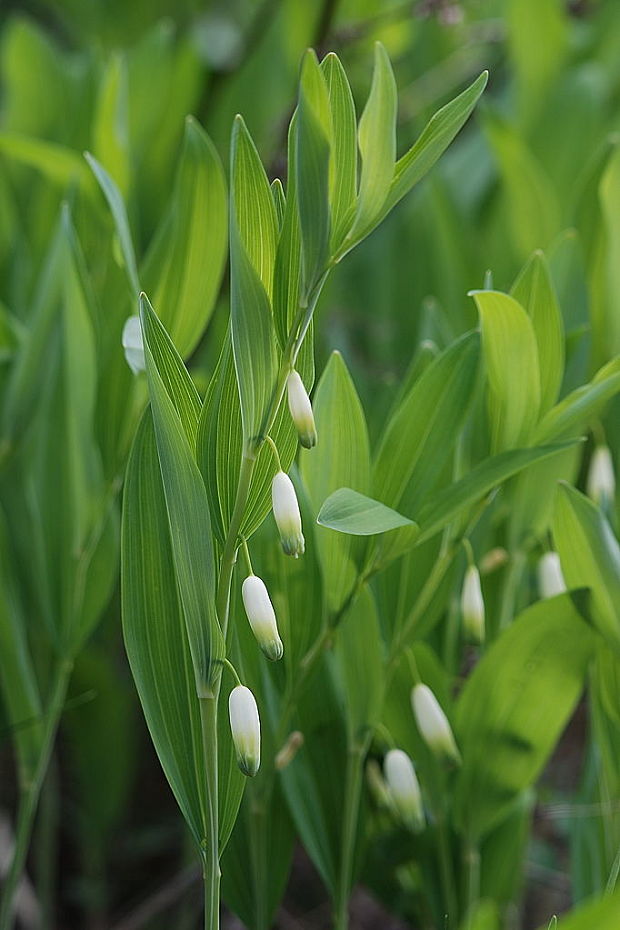 kokorík voňavý Polygonatum odoratum (Mill.) Druce