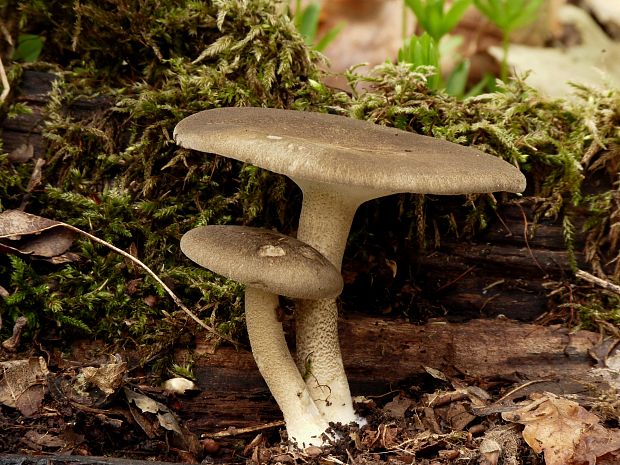 trúdnik Polyporus sp.